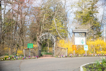 Wall Mural - first spring flowers in garden - Image