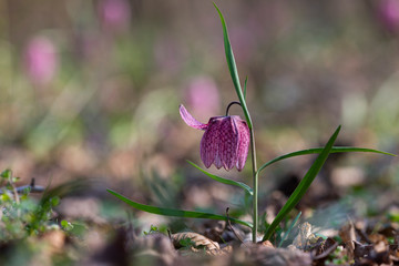 Wall Mural - Close up on an endangered wild Chess Flower (Fritillaria meleagris)