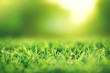 Spring and nature background concept, Closeup green grass field with blurred park and sunlight.