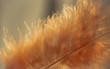 Close-up of feather in a sun light with beautiful and fragile details, soft colors, lights and shadows with background.