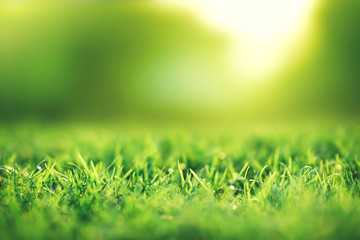 Wall Mural - Spring and nature background concept, Closeup green grass field with blurred park and sunlight.