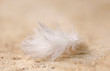 Close-up of feather in a sun light with beautiful and fragile details, soft colors, lights and shadows with background.