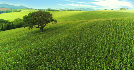 Aerial image of the corn plantation in Brazil