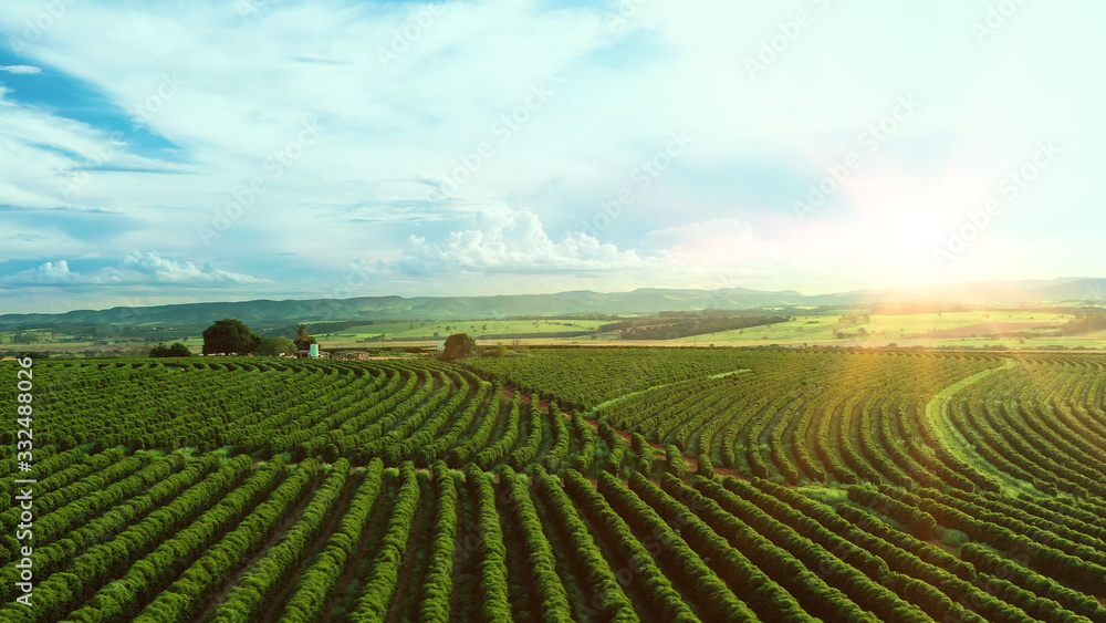 Aerial image of coffee plantation in Brazil, at sunset time - obrazy, fototapety, plakaty 