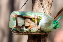 Eurasian Red Squirrel Sciurus Vulgaris Sitting In Bird Feeder Plastic Bottle. Cute Sad Rodent Park Animal In Wildlife.