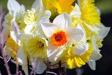 Bouquet Of Colorful Yellow, Orange And White Daffodil Flowers In A Vase