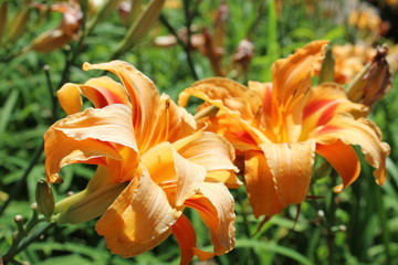 Beautiful photo of the lily flower on a sunny spring day. Lilium