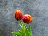 Fototapeta Kwiaty - Close-up og red English tulips