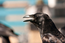 Side View, Close Up Of A Single Black Bird Chirping For Crackers On A Wood Pier, On A Sunny Day