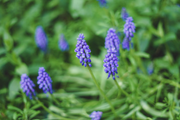 Closeup of Muscari flower /Muscari armeniacum /Grape Hyacinths - Blue spring flowers in London park -Image