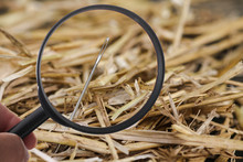 Needle In Haystack With Loupe