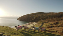 Picturesque Landscape Of Green Hills And Sheep Grazing On Coastline Of Ireland
