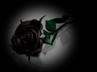 Black rose on a white background.dering.. 3d rendering.