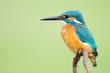 © Pablo Bou/ADDICTIVE STOCK - Colorful Kingfisher with long black beak