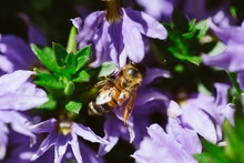 Bumble Bee On Purple Flower
