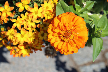 Wall Mural - Bright orange marigold flower with plenty of green leaves and some smaller yellow flowers in a closeup color image. Vibrant and colorful detail of nature / garden during a sunny spring day.