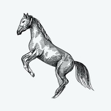 Hand-drawn Sketch Of A Horse On A White Background Standing On Its Hind Legs. The Karabakh Horse - The National Animal Of Azerbaijan.