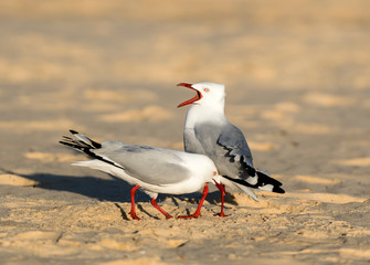 Wall Mural - Seagull on the beach