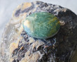 © Jimena - jade gemstone mineral on collection