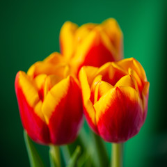 Wall Mural - Bouquet of three red-yellow tulips on a green background.