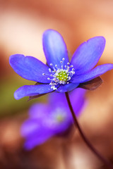 Wall Mural - Blue flowers of Hepatica Nobilis close-up. Flowers on a forest floor on sunny afternoon