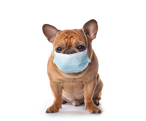 french bulldog in medical mask on a white isolated background