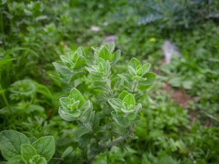 Wild oregano grows in the mountains. Raw green Oregano in field. Greek natural herb oregano. Green and fresh oregano flowers. Aromatic culinary herbs.