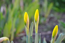  Two Buds Of A Yellow Daffodil. Blurred Background