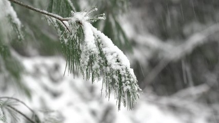 Wall Mural - Pine tree branch in snowstorm