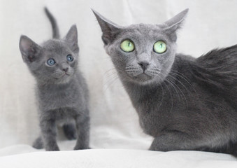 Kittens of the Russian blue breed