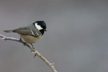 Coal tit 001