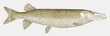 Muskellunge esox masquinongy, freshwater fish from lakes, streams and swamps along the Atlantic coast of North America