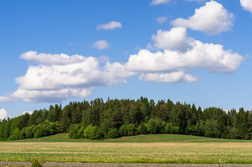 green field and blue sky