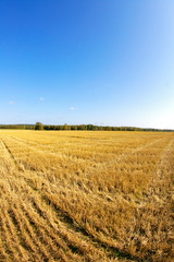 Canvas Print - field of wheat