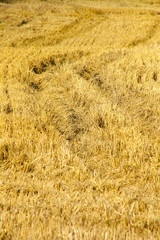 field of wheat