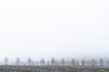 Poster - winter landscape with fog and trees