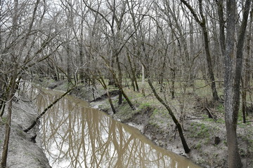 Wall Mural - Wooded Stream