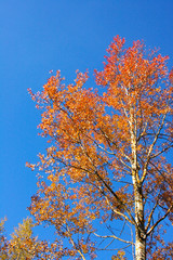 Canvas Print - autumn colors