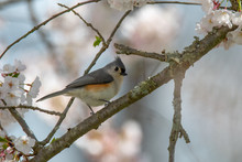 Tufted Titmouse Perched In A Flowering Cherry Tree