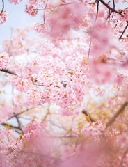  河津桜