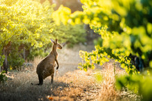 Vineyard Kangaroo