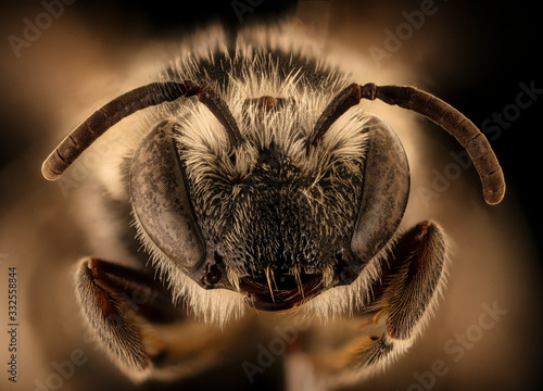Fotomural Colletes robertsonii, bee Macro , Closeup of face fluffy head of bee, Flying insect