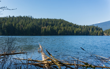 Fallen tree trunk in forest lake - BC