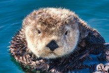 Young Male Sea Otter Adrift In The Boat Harbor In Monterey.