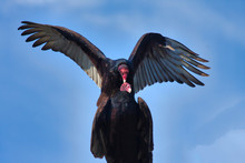 A Pair Of California Condors Mating At The Top Of A Telephone Pole In California.