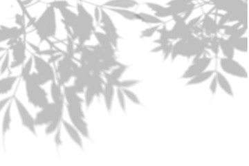 Wall Mural - The shadow of the plant on the white wall. Black and white summer background for photo overlay or mockup