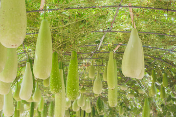 winter melon. hanging on net. Steel pipe stalks are hanging fruit. A Steel pipe walkway with hanging vegetables