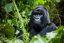 An Amazing Portrait Of An Endangered Silverback Mountain Gorilla In Wilderness