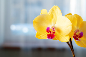 Sticker - Close up of yellow flowers of Orchid on blurred background