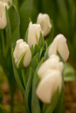 Fototapeta Tulipany - white tulips, tulips in the greenhouse